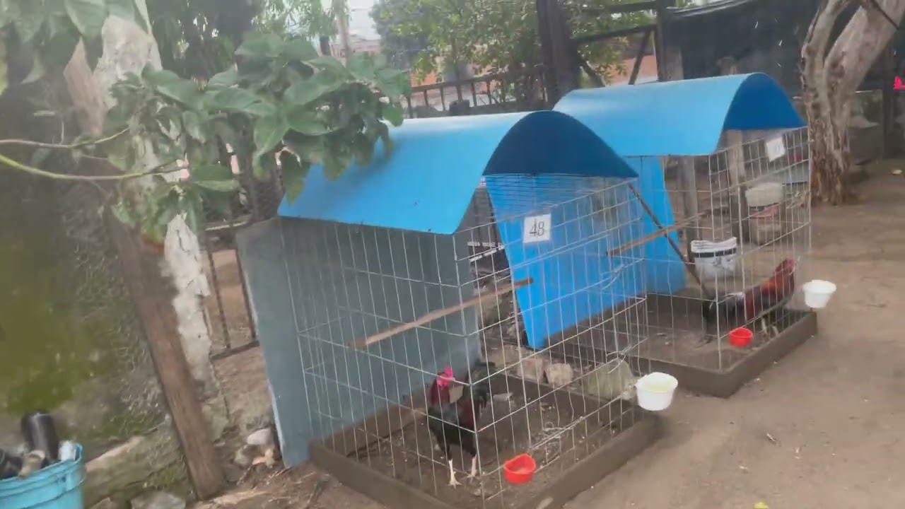 Estamos listos !  hoy ya hay videos nuevos  que esperaban en las páginas !   🐓🐓🥳🥳