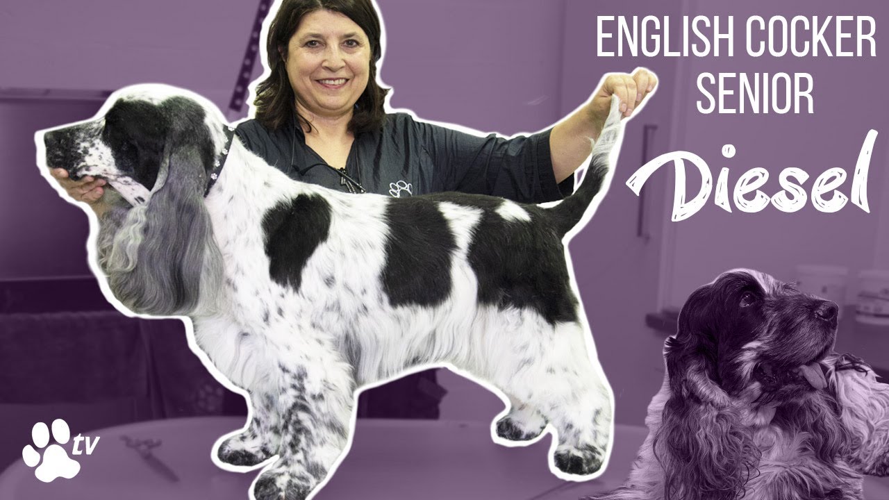 Kitty Talks Dogs: grooming Diesel the senior English Cocker | TRANSGROOM