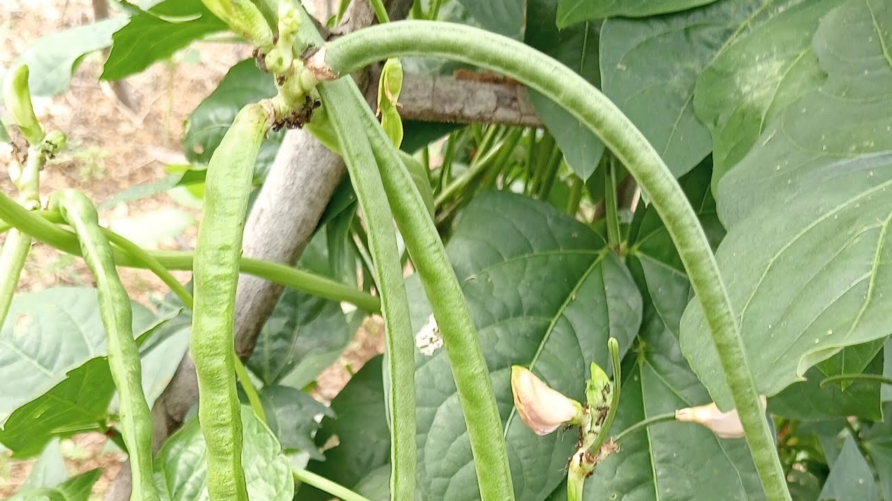 Bush beans vegetable