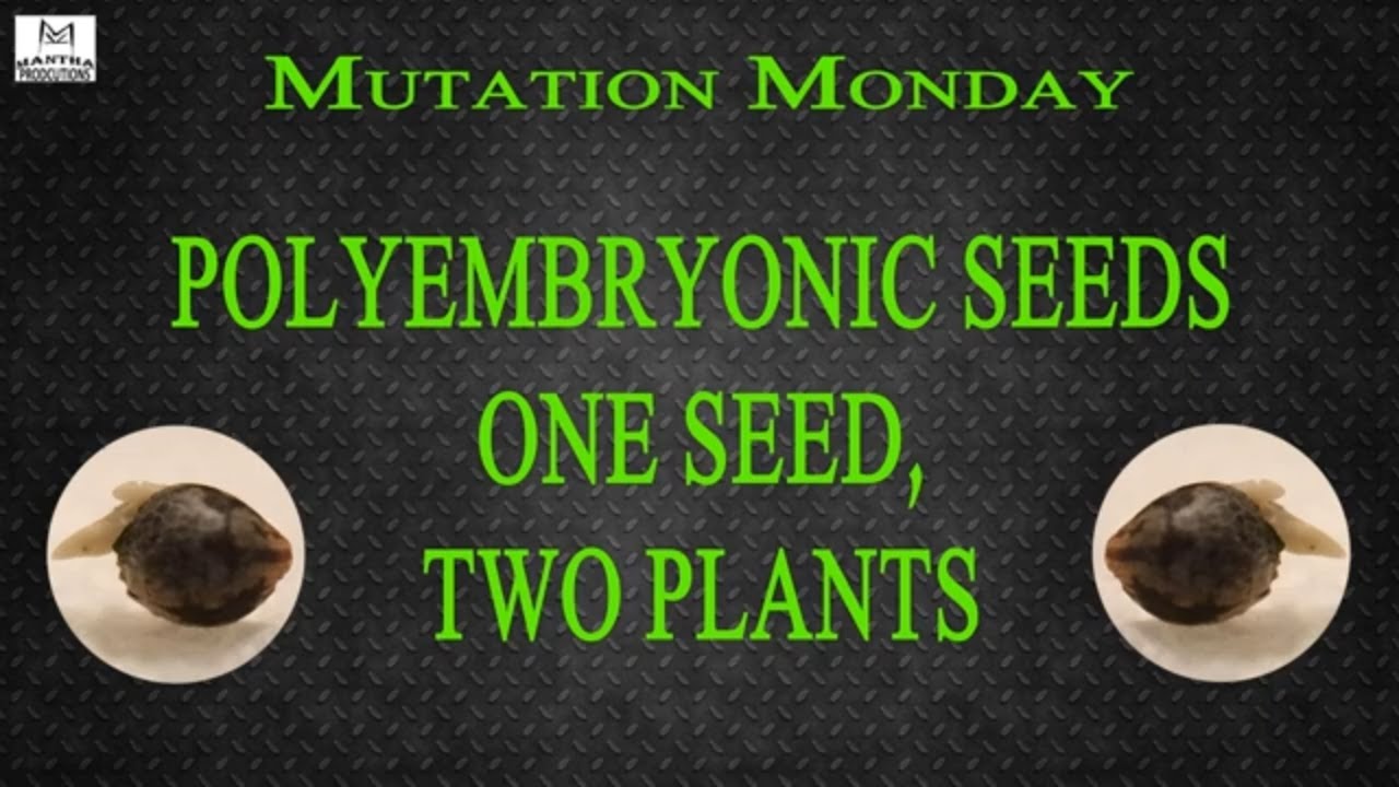 Polyembryonic | Mutation Monday