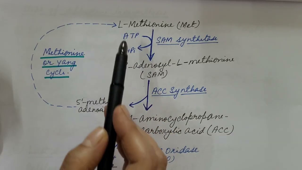 Ethylene Biosynthesis. Plant Physiology.