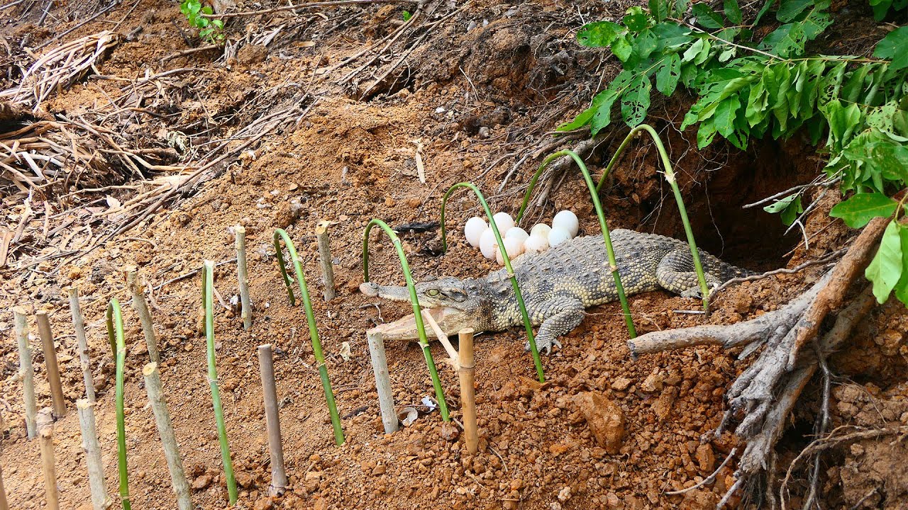 Creative Man Make Best Crocodile Trap _ Easy DIY Crocodile Trap _Found Crocodile Eggs