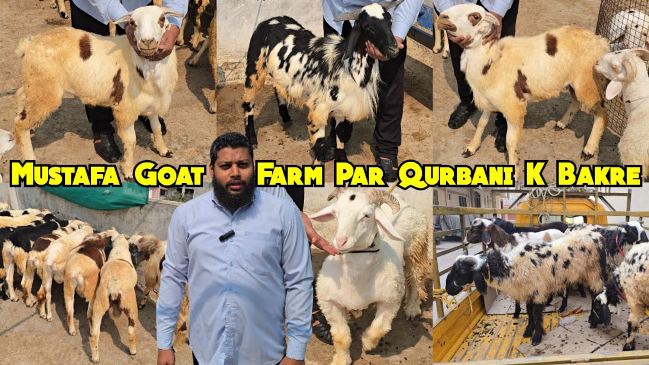 Multiple Breeds Sheep Available @ Mustafa Goat Farm Hyderabad | Guntur Bannur Madurai Macherla Sheep