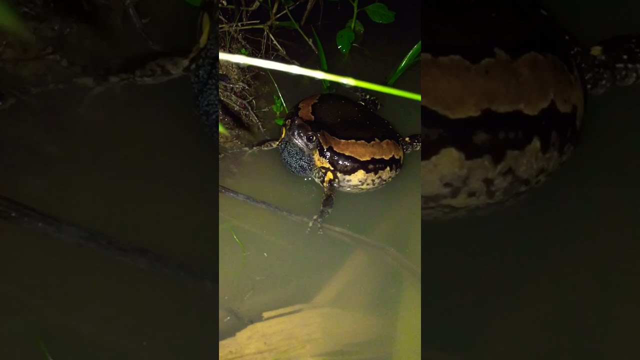 Banded Bullfrog crying with sound 😍😍 #shorts