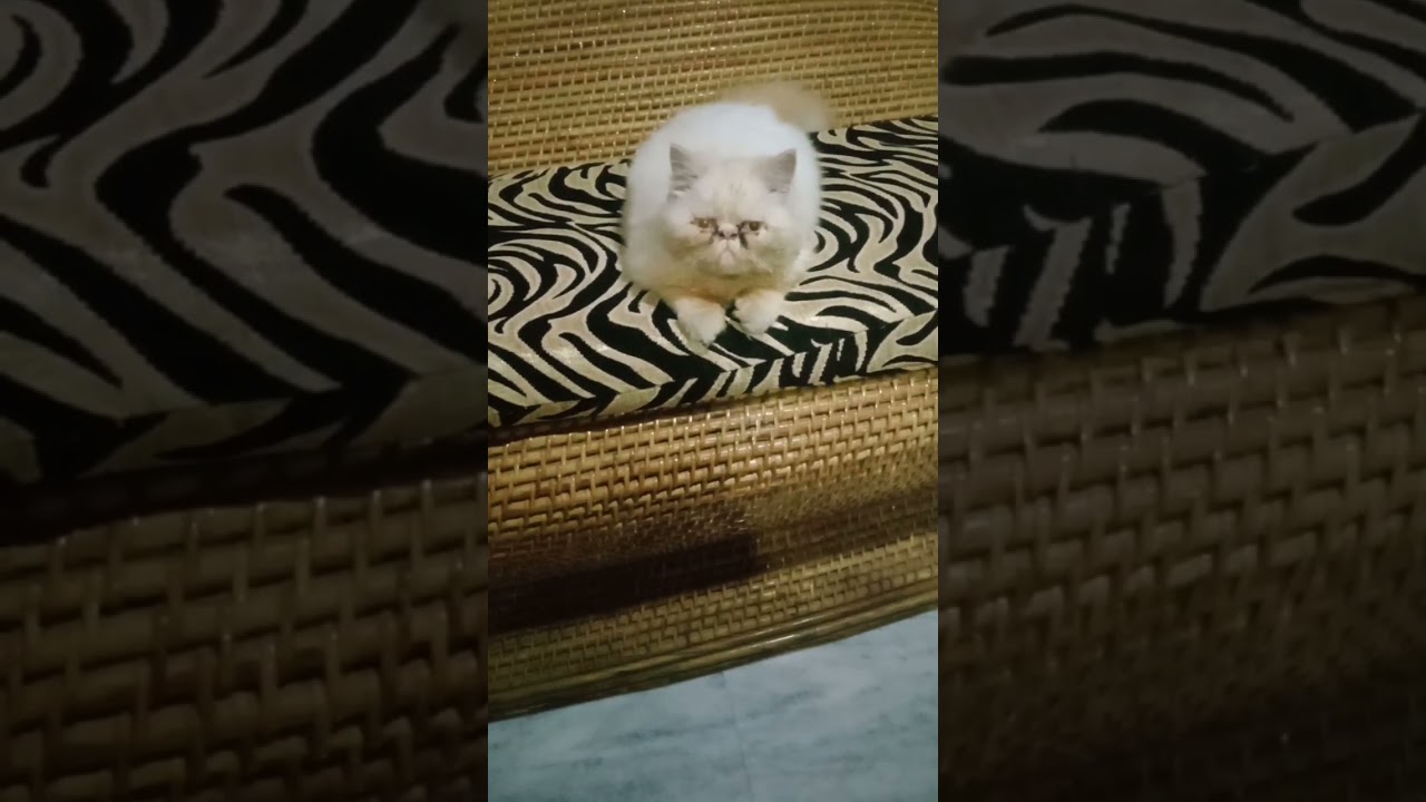 cat funny #comedy #trending #viral #nasvlog