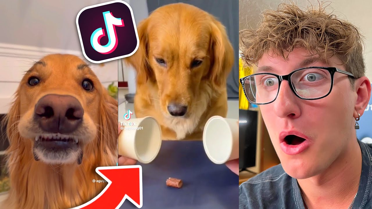 WEIRDEST DOG TIKTOKS!! *Reaction*