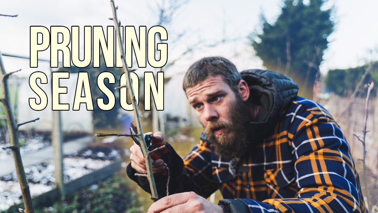 Pruning My Fruit trees For Better Harvest
