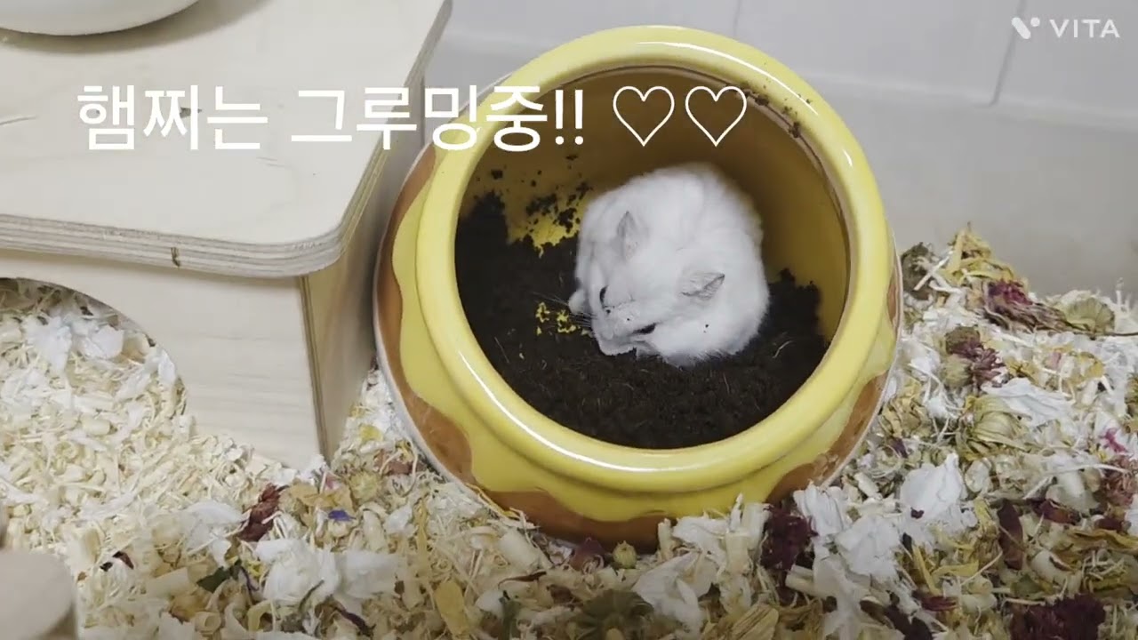 햄찌의 새로운 은신처♡