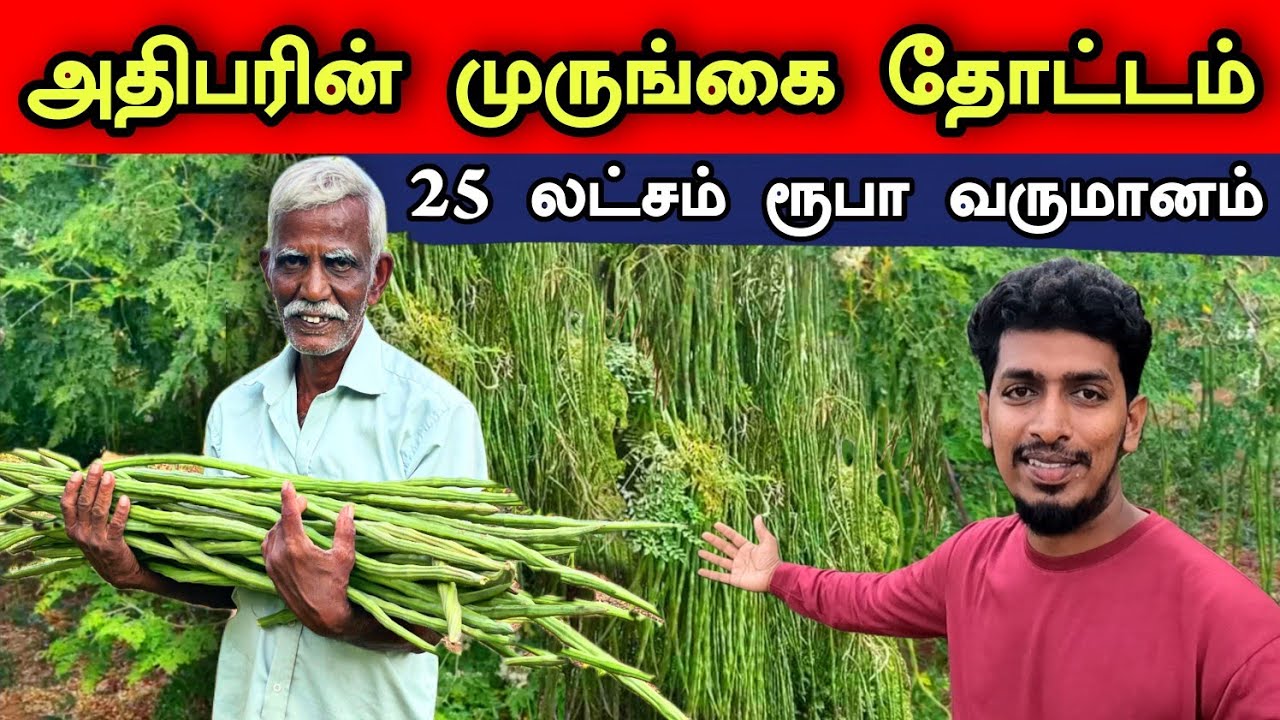 அதிக லாபம் தரும் முருங்கை பயிர்ச்செய்கை 🌳😊💵| Highly Profitable Drumstick Cultivation 😍👌