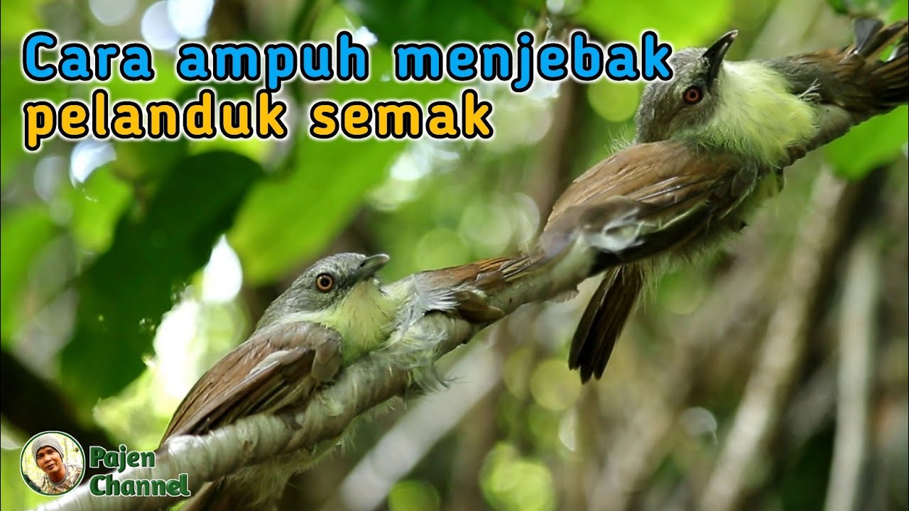 Cara Mudah & Ampuh Menjebak Burung Pelanduk Semak