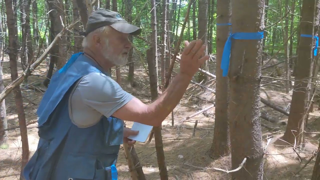 Crown thinning a white pine-red spruce stratified mixture - Pine Paradise Tree Farm