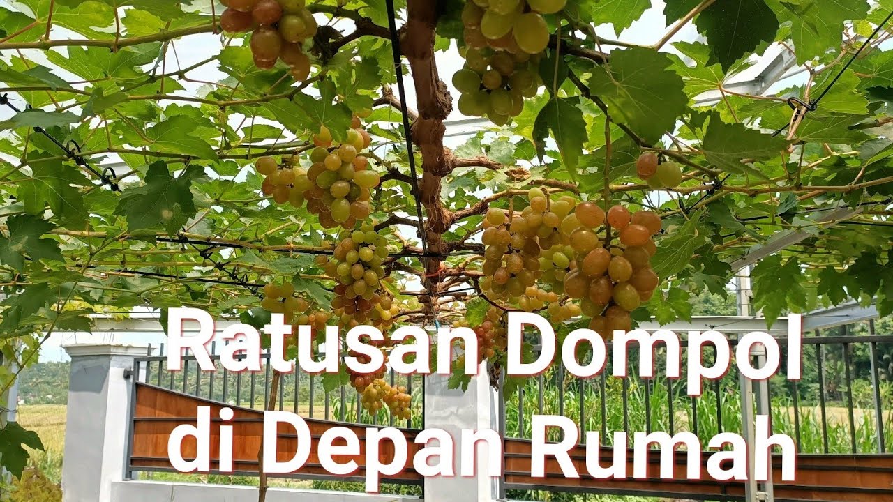Ratusan Dompol Anggur di Depan Rumah