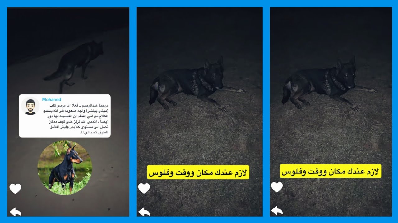 Советы Абдулрахима по воспитанию собак и их милым, подходящим характерам 😍 | Snapchat Абдулрахима...