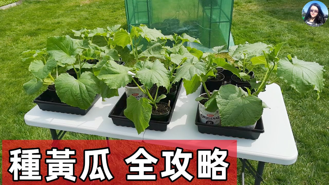 All details about Cucumber planting【超級詳細】種黃瓜-各種問題技巧全攻略 育苗/移栽/病害/採收/搭架/土壤/注意事項
