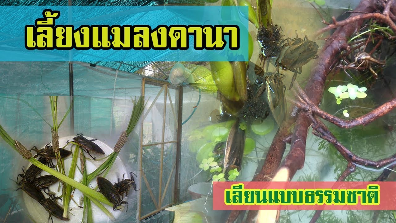 เลี้ยงแมลงดานา | เลียนแบบธรรมชาติ จากพ่อแม่พันธุ์และไข่ |
