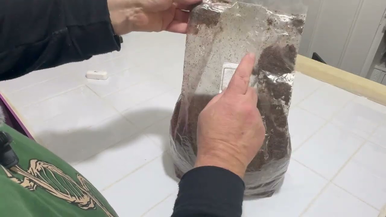 How to grow lions mane mushrooms in an all in one bag