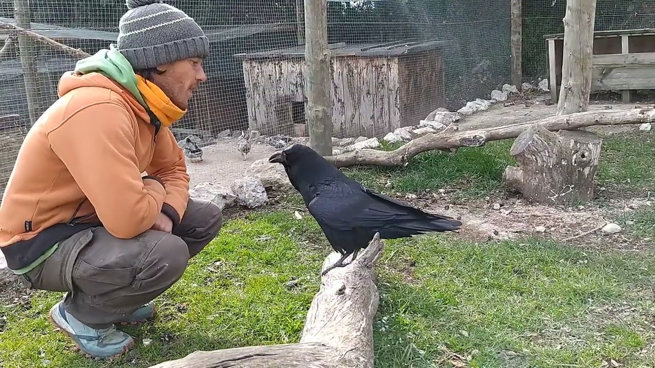 Cuervo que habla