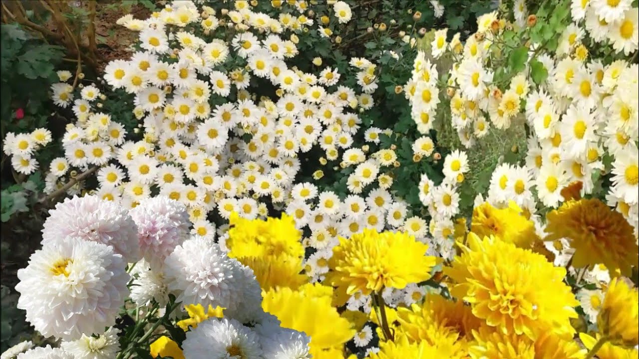 Strikingly Beautiful Yellow and White Crysanthemum Flowers | Natural Flowers| Gardening