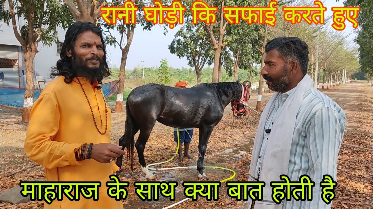 रानी घोड़ी कि बात हुई तो दिल को छू गई माहाराज जी प्रसन्न होकर कहा कि