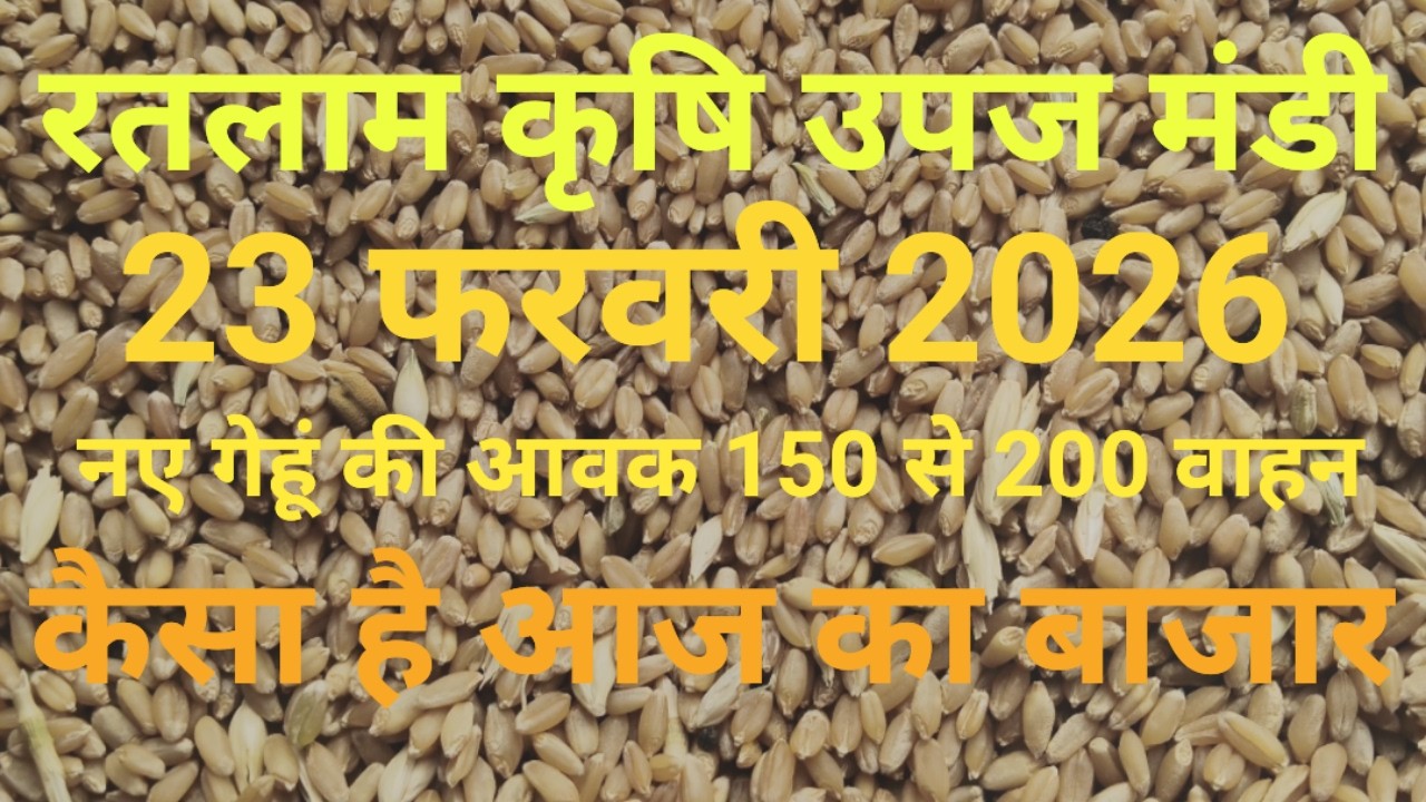 रतलाम कृषि उपज मंडी में नए गेहूं की आवक शुरू। Ratlam mandi gehun ka bhav। 23 फरवरी 2026