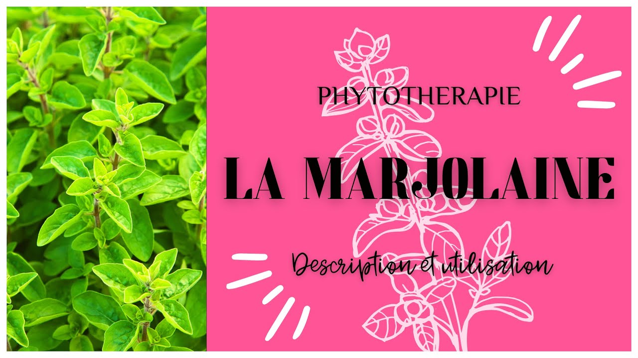 LA MARJOLAINE EN PHYTOTHERAPIE - TOUT SAVOIR EN 3 MINUTES 🌿