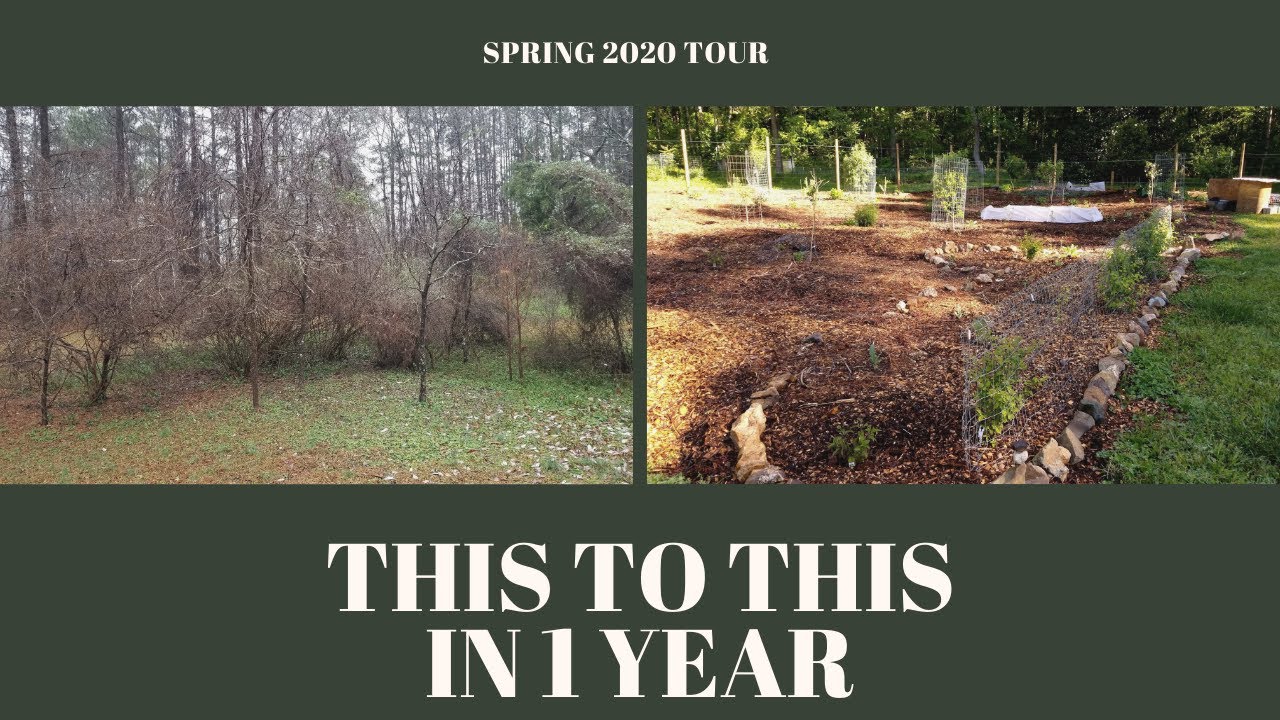 Zone 7b Food Forest After One Year - April Tour