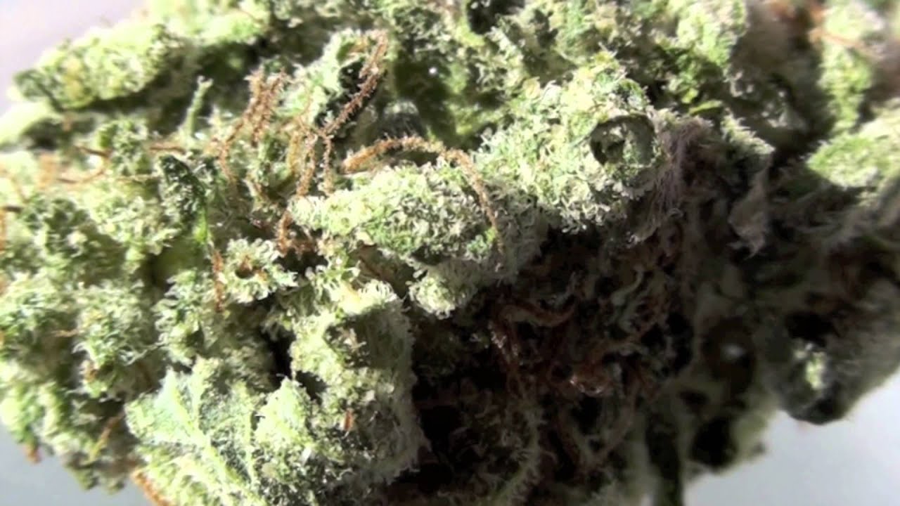 Hollywood Kush