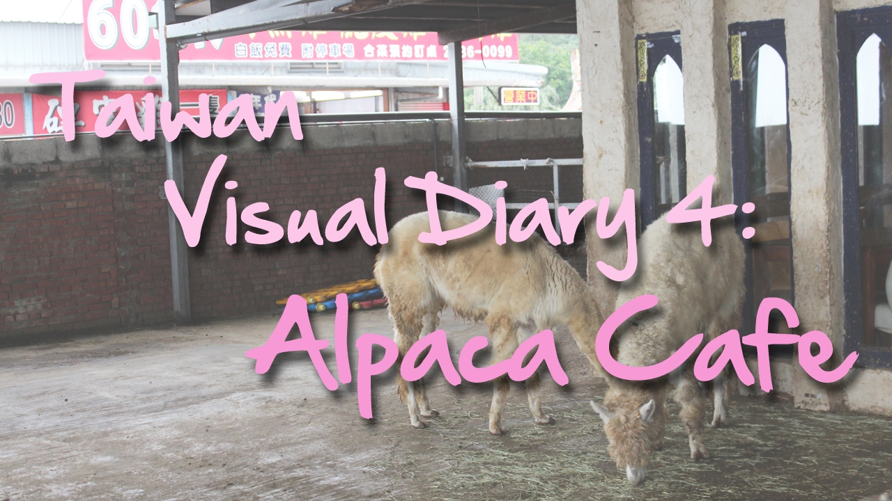 Taiwan Visual Diary 4: Alpaca Cafe | VLOG