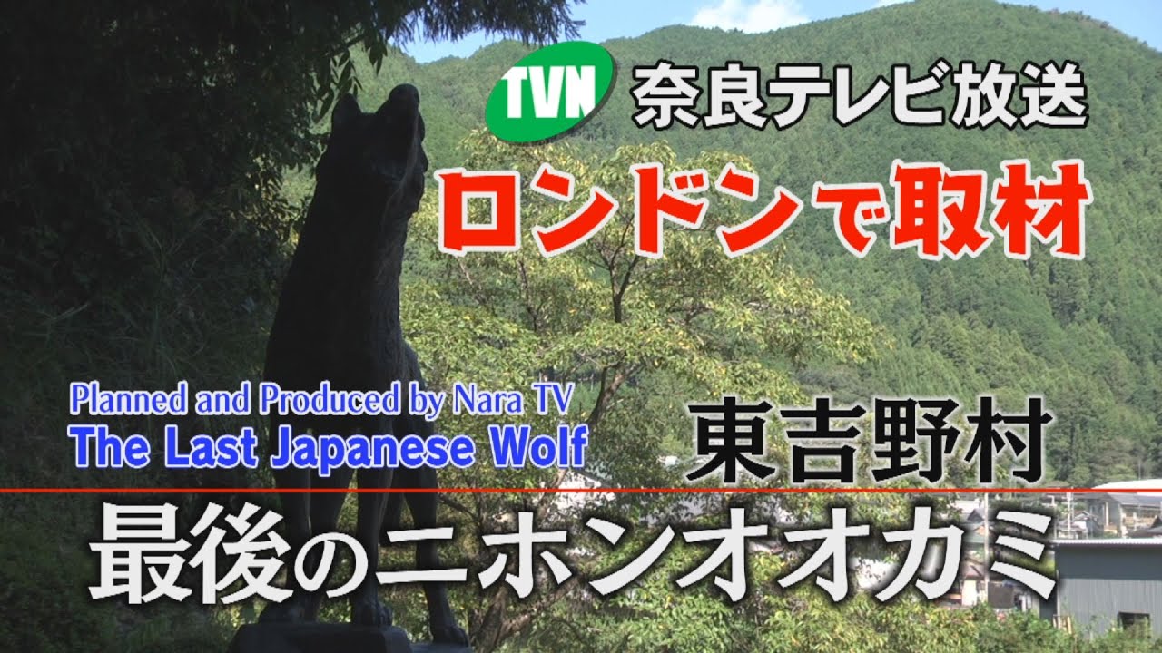 【English Subtitles】The Last Japanese Wolf　奈良県東吉野村　最後のニホンオオカミ　奈良テレビがロンドンで現地取材！