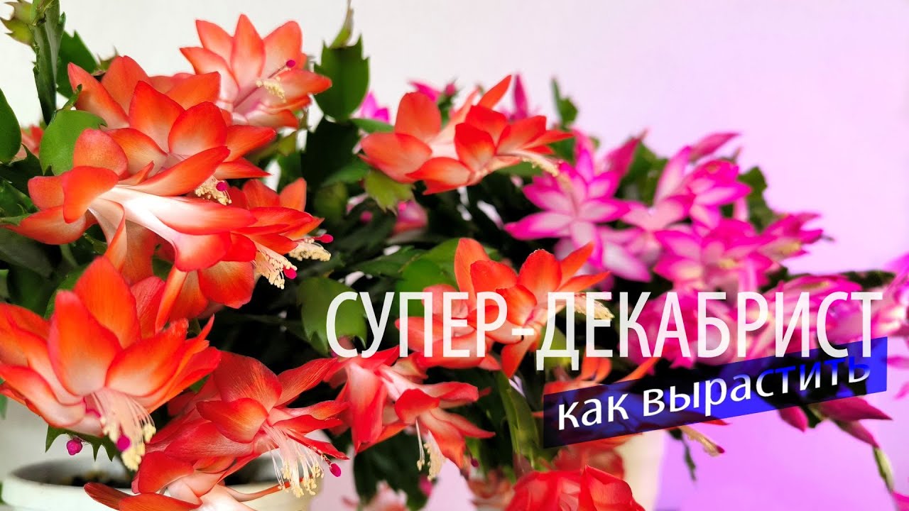 Как вырастить СУПЕР-ДЕКАБРИСТ