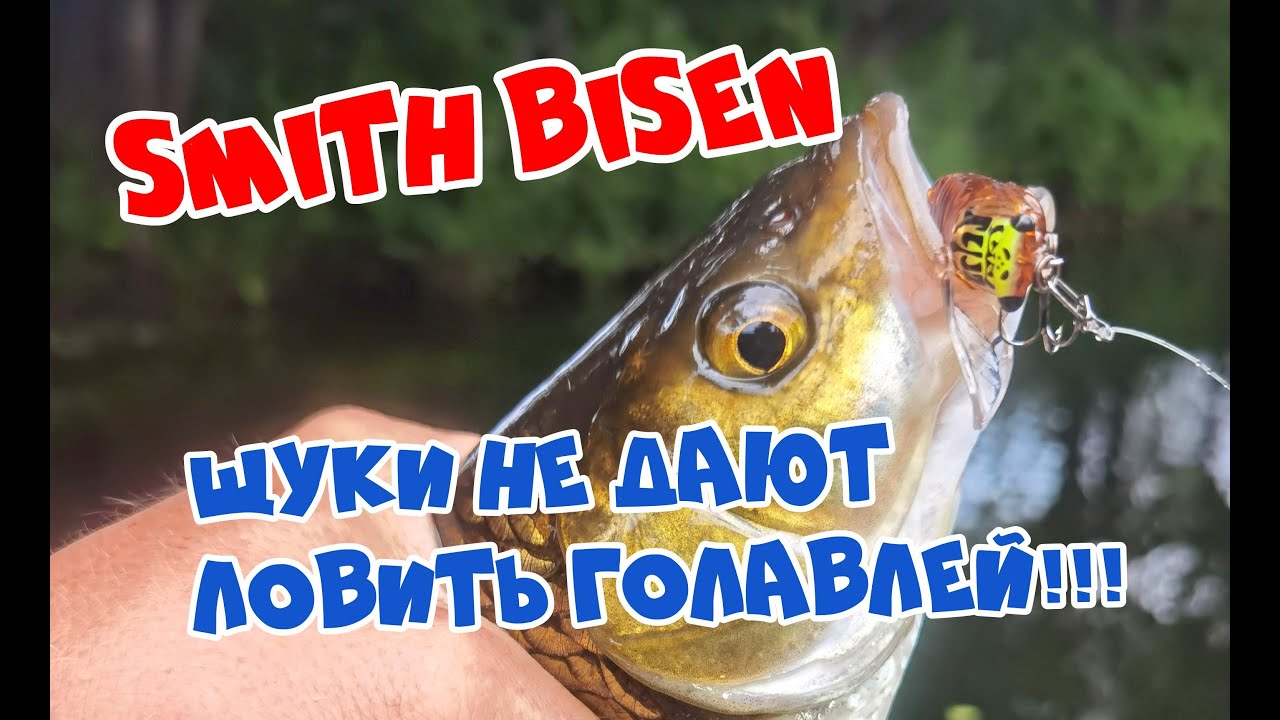 ЩУКИ НЕ ДАЮТ ЛОВИТЬ ГОЛАВЛЕЙ!  