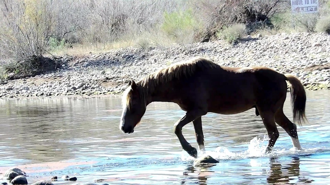 Beautiful Horse