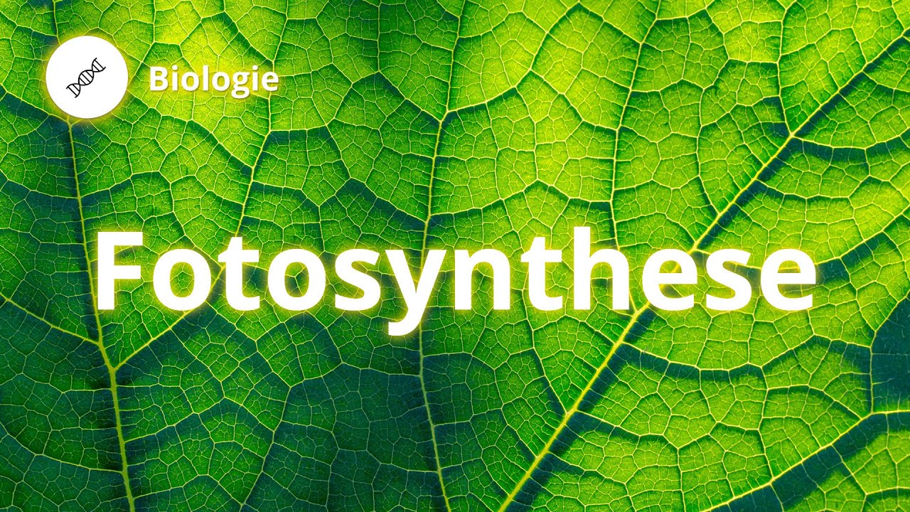 Fotosynthese: Wie funktioniert das? &ndash; Biologie | Duden Learnattack