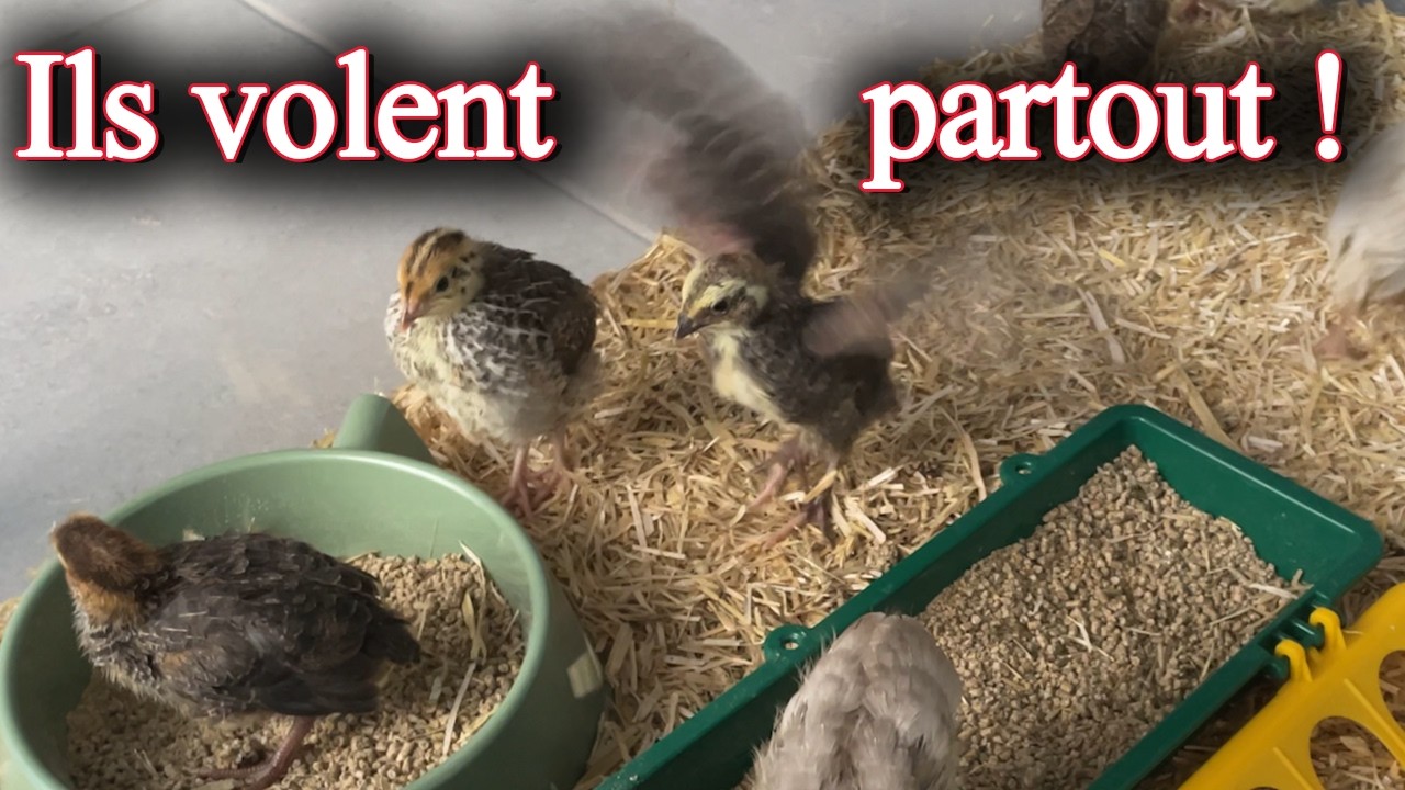 Les cailleteaux en récréation ! 🐥