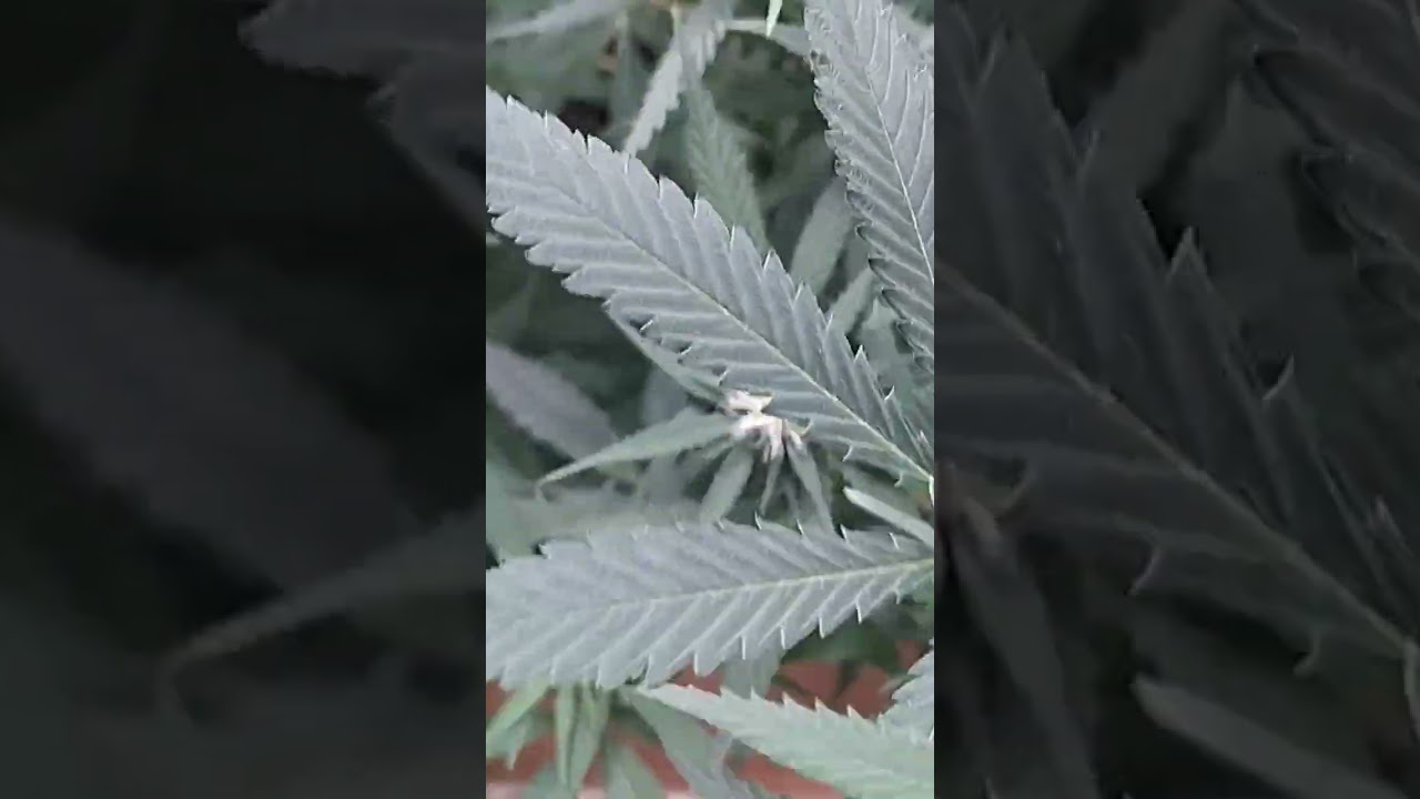Dutch passion White widow F1