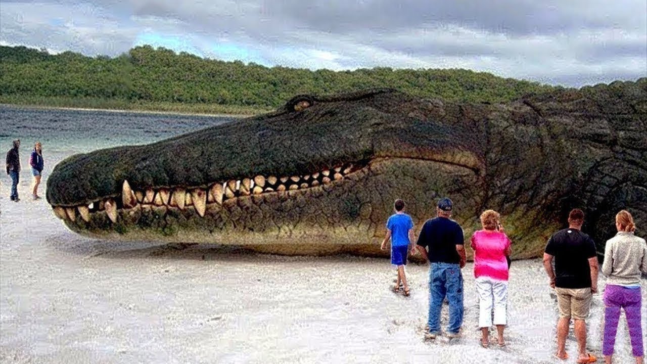 Wild Encounters: Big Animals Roaming Free in our National Park