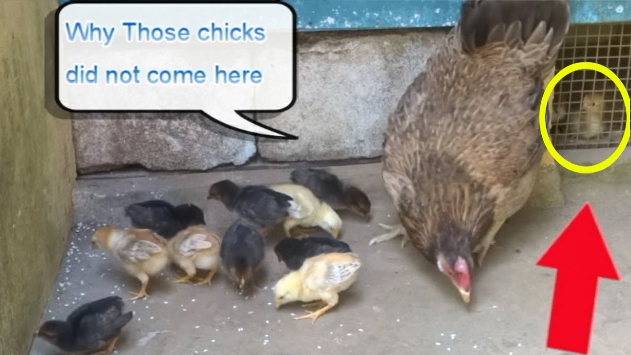 Mother Hen call her Baby Chicks very sweetly .......... But some Chicks did not Come
