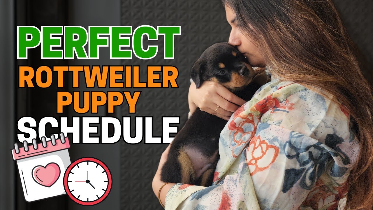 Use THIS Daily Puppy Schedule to Create the Perfect Rottweiler