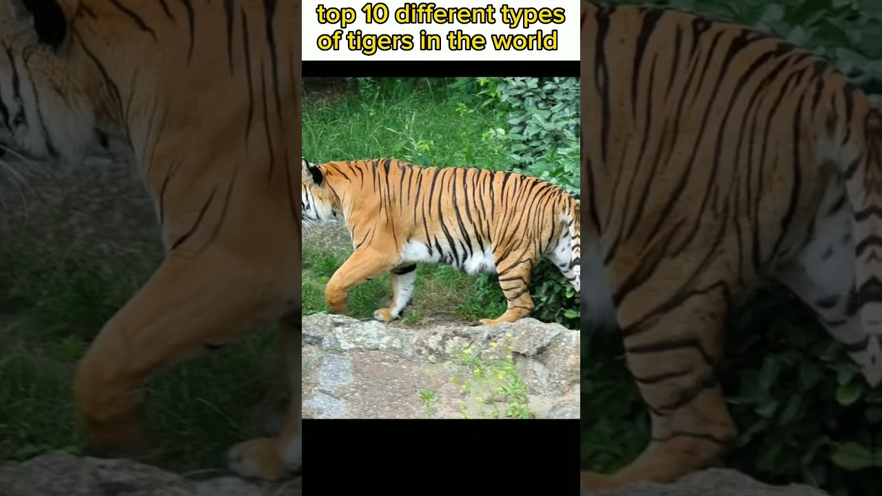 Top 10 Different Types of Tigers In The World