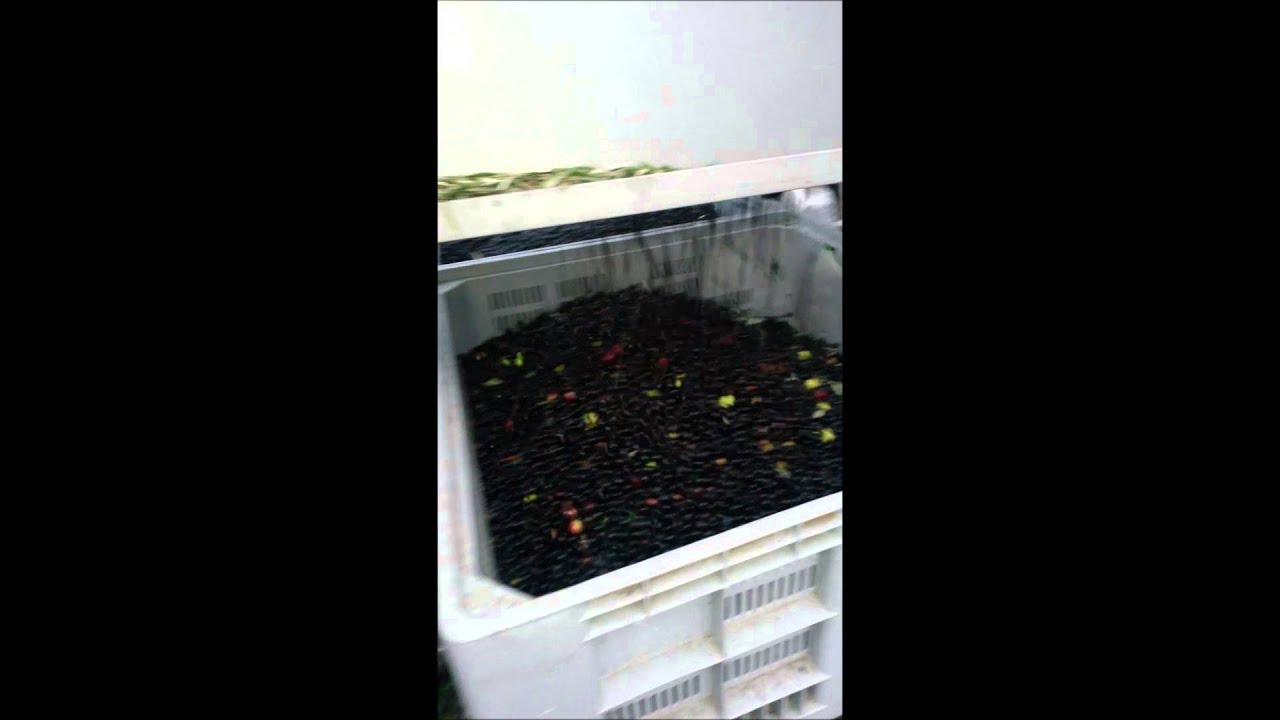 machine effeuillage olive(&eacute;limination feuilles,bri