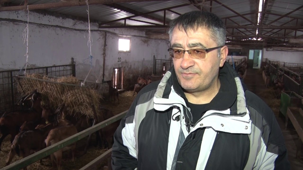 Propala farma koza - Čenej