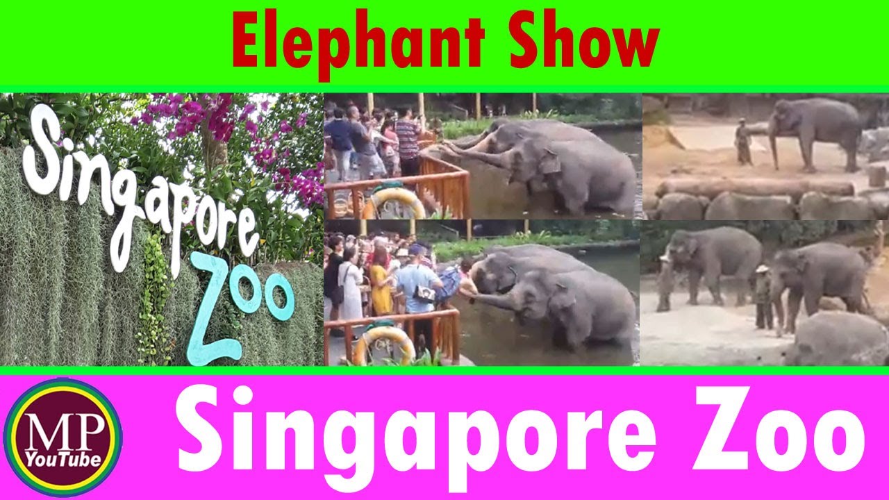 Elephant Show Singapore Zoo l Elephants of Asia l Elephant Presentation l Sri Lankan Elephants