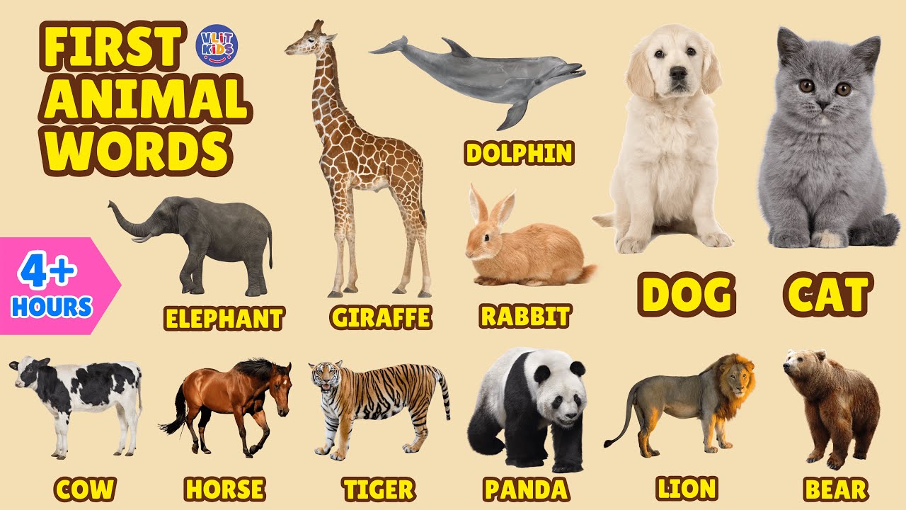 First Animal Words for Kids 🐾 | ABC, Guess the Animal & Dinosaur Learning | 4+ Hour Video
