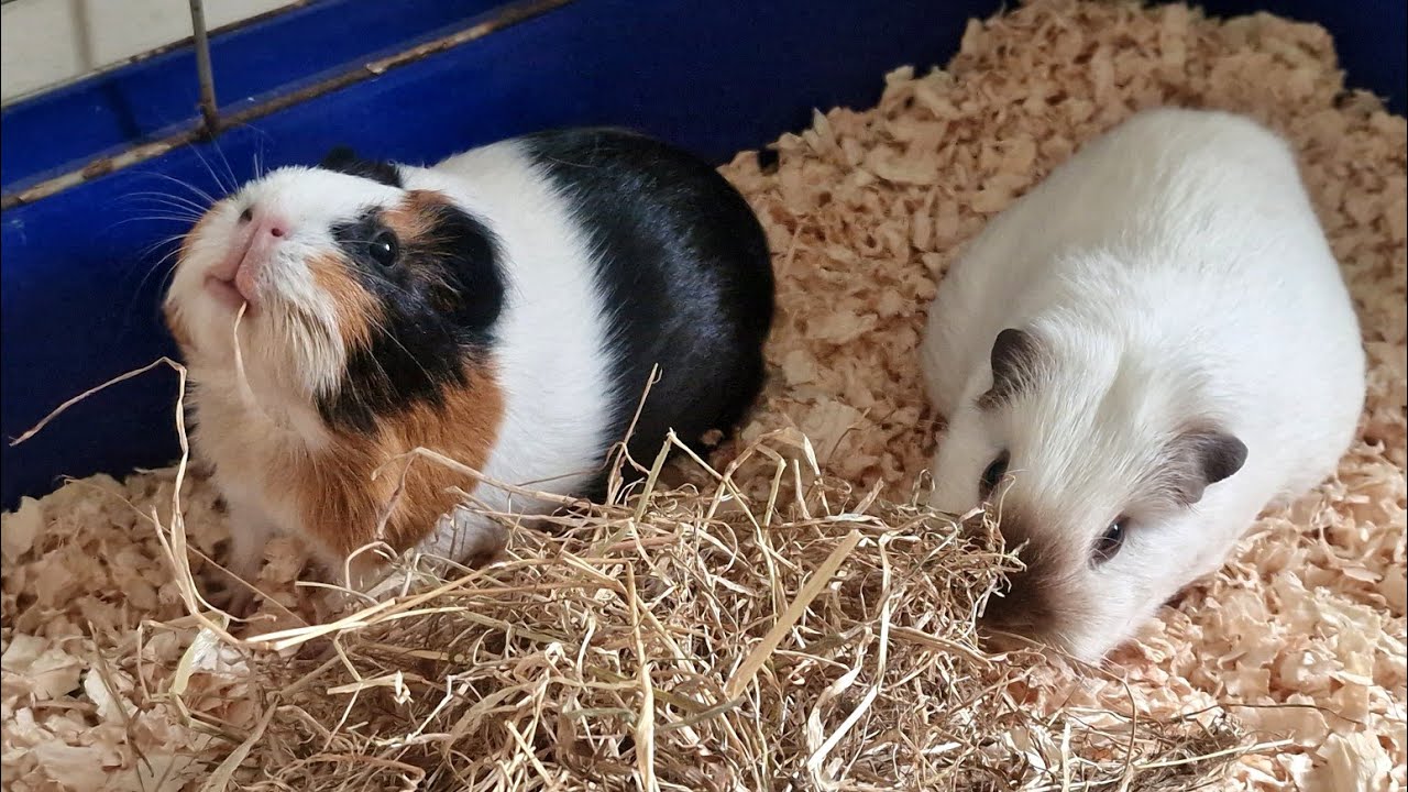 Guinea pigs got fresh hay (asmr)