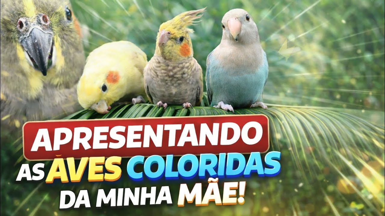 Apresentado duas calopsitas e dois agapórnis coloridos na palmeira de casa 🌴