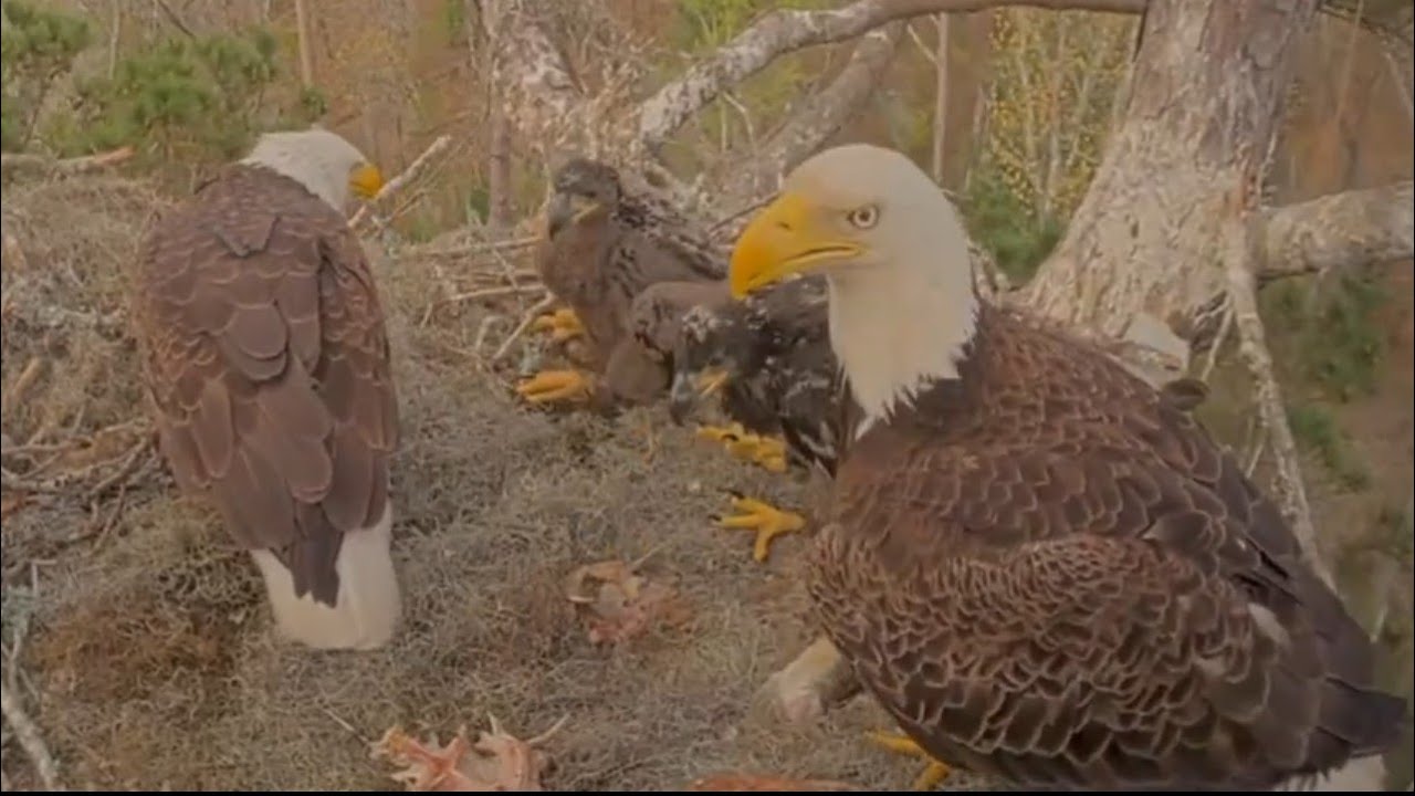 Dad eating fish, Mom brings on more fish for breakfast | Kisatchie National Forest E-3 | Mar 7, 26