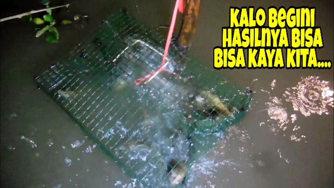 Memasang BUBU KAWAT ,Sekali Angkat Dapat Hasilnya Banyak Sekali