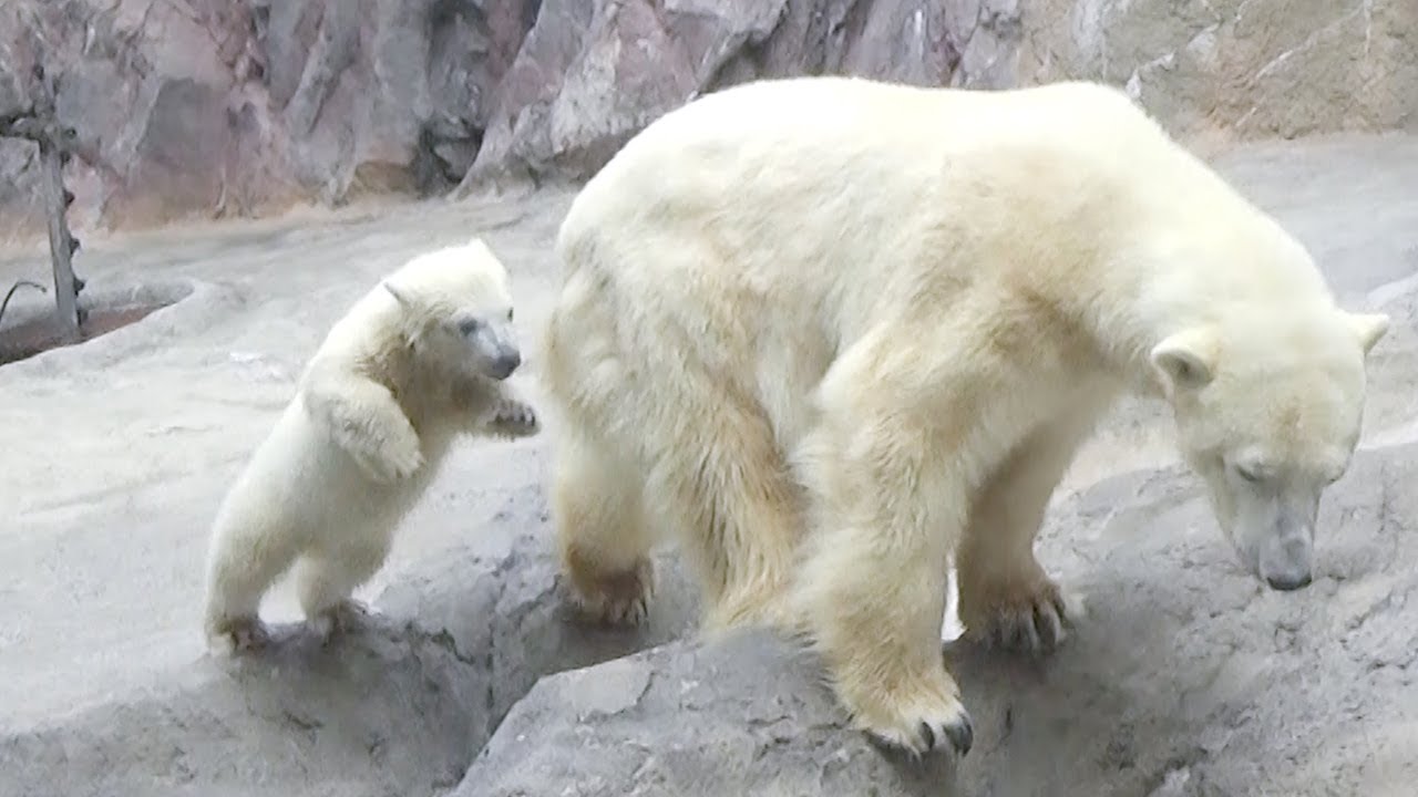 旭山動物園でホッキョクグマの赤ちゃんが一般公開