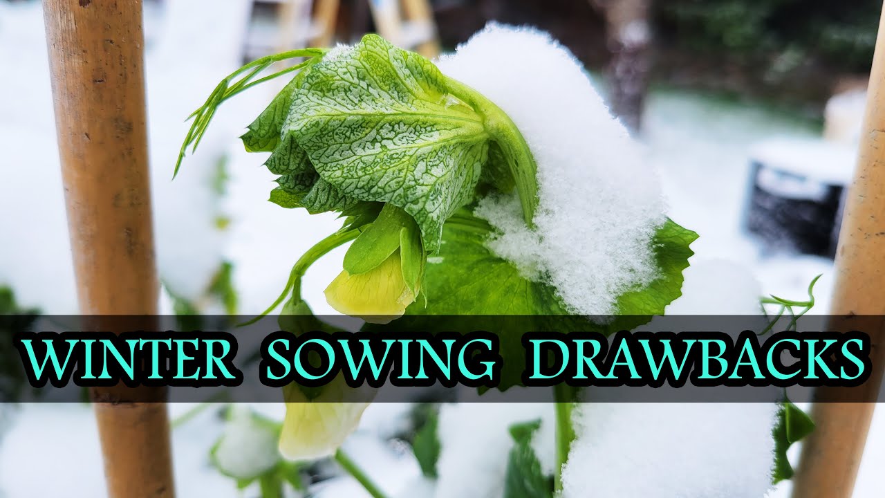3 Reasons Not To Winter Sow - Garden Quickie Episode 43