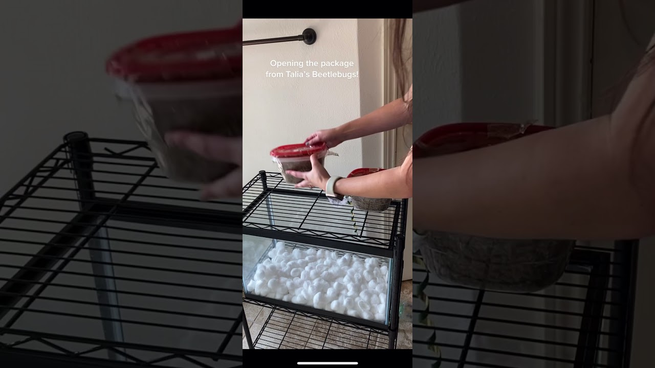 Setting up my dermestid beetle colony